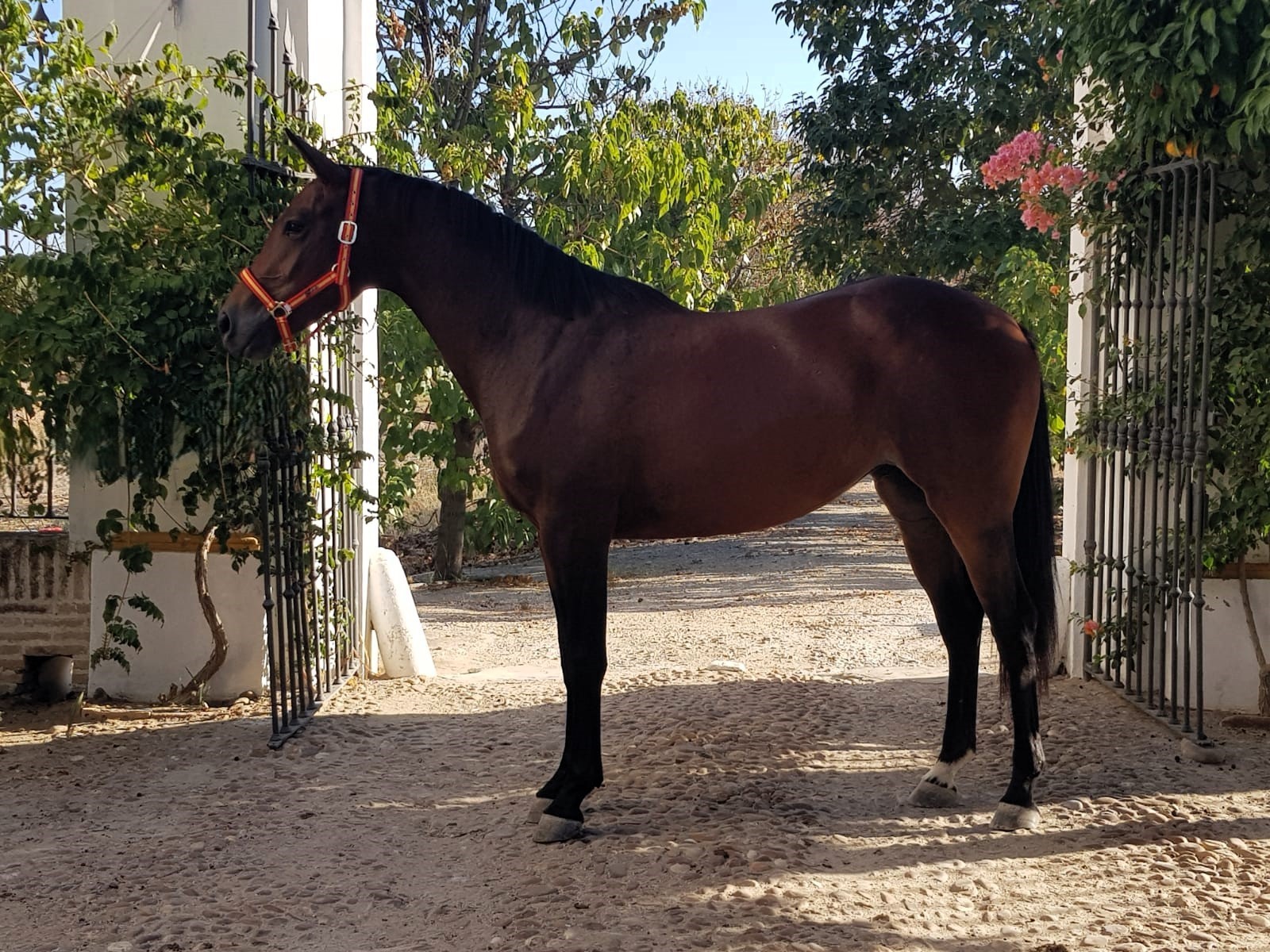 horse